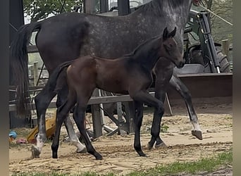 Zangersheider, Stallion, , 17 hh, Bay-Dark