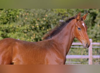 Zangersheider, Stallion, Foal (05/2026), 17 hh, Brown