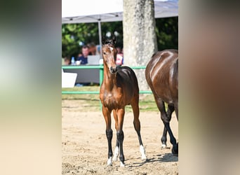 Zangersheider, Stallion, Foal (04/2023), Bay-Dark