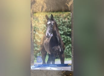 Zangersheider, Stallion, Foal (05/2024), Bay-Dark