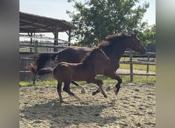 Zangersheider, Stallion, Foal (05/2025), Bay-Dark