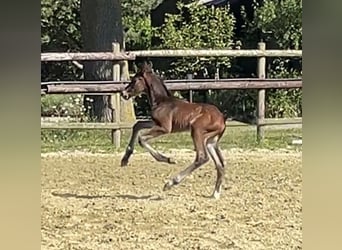 Zangersheider, Stallion, Foal (05/2025), Bay-Dark