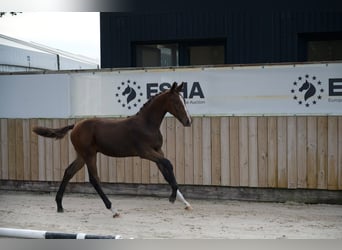 Zangersheider, Stallion, Foal (05/2026), Bay-Dark