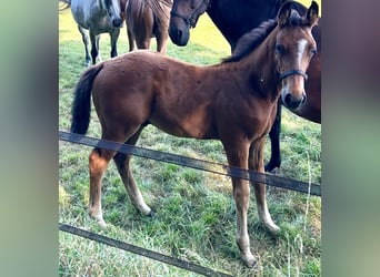 Zangersheider, Stallion, Foal (05/2025), Bay-Dark
