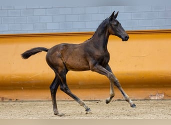 Zangersheider, Stallion, Foal (05/2023), Bay-Dark