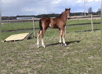 Zangersheider, Stallion, Foal (03/2026), Bay