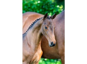 Zangersheider, Stallion, Foal (03/2026), Bay