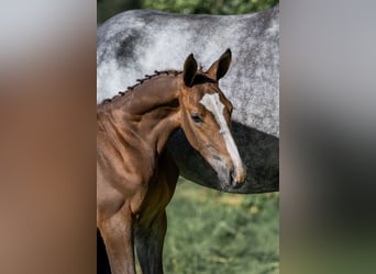 Zangersheider, Stallion, , Bay