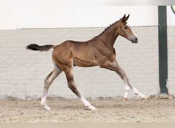 Zangersheider, Stallion, , Bay