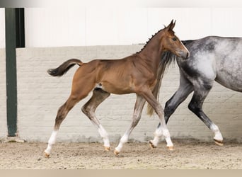 Zangersheider, Stallion, , Bay