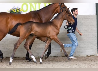 Zangersheider, Stallion, Foal (03/2026), Bay