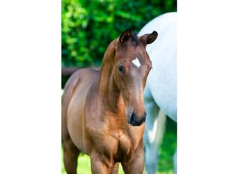 Zangersheider, Stallion, Foal (03/2026), Bay