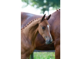 Zangersheider, Stallion, Foal (04/2026), Bay