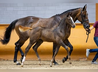 Zangersheider, Stallion, Foal (05/2023), Bay