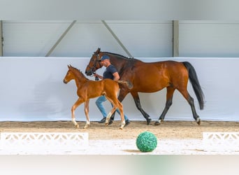 Zangersheider, Stallion, Foal (04/2026), Bay
