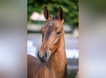 Zangersheider, Stallion, Foal (03/2025), Bay