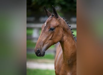 Zangersheider, Stallion, Foal (03/2025), Bay