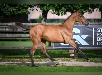 Zangersheider, Stallion, Foal (03/2025), Bay