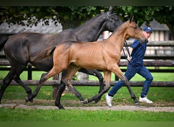Zangersheider, Stallion, Foal (03/2025), Bay