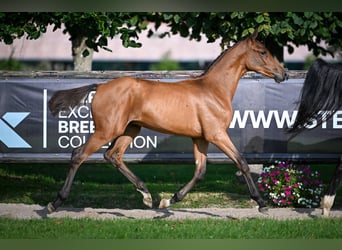 Zangersheider, Stallion, Foal (03/2025), Bay