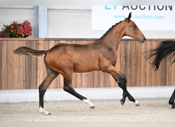 Zangersheider, Stallion, Foal (05/2025), Bay
