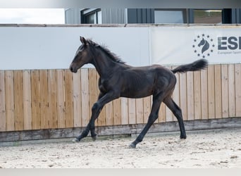 Zangersheider, Stallion, Foal (04/2026), Black
