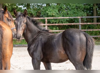 Zangersheider, Stallion, Foal (04/2026), Black