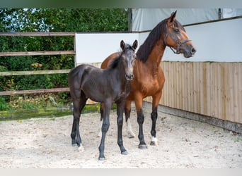 Zangersheider, Stallion, Foal (04/2026), Black