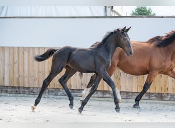 Zangersheider, Stallion, Foal (04/2026), Black