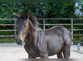 Zangersheider, Stallion, Foal (04/2026), Black