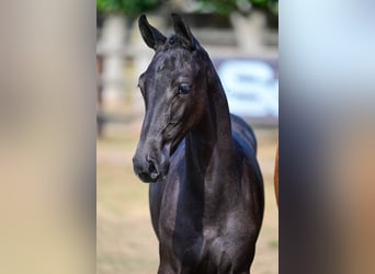 Zangersheider, Stallion, Foal (03/2026), Black