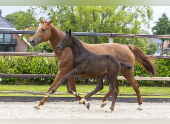 Zangersheider, Stallion, Foal (04/2026), Black