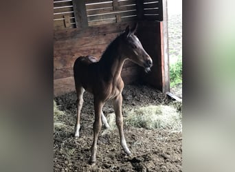 Zangersheider, Stallion, , Brown