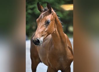 Zangersheider, Stallion, Foal (04/2025), Brown-Light