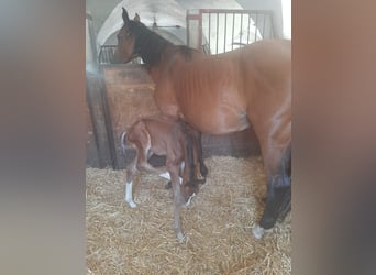 Zangersheider, Stallion, Foal (07/2024), Brown