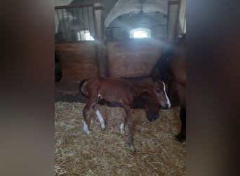 Zangersheider, Stallion, Foal (07/2024), Brown