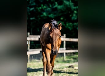 Zangersheider, Stallion, Foal (04/2026), Brown