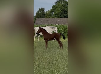 Zangersheider, Stallion, Foal (05/2025), Brown