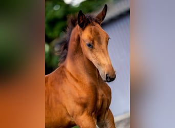 Zangersheider, Stallion, Foal (05/2025), Brown