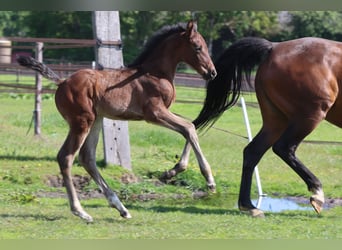 Zangersheider, Stallion, Foal (04/2026), Brown