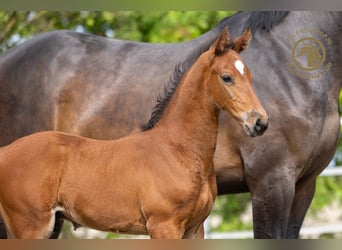 Zangersheider, Stallion, Foal (03/2024), Brown