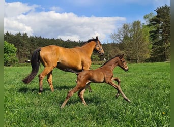 Zangersheider, Stallion, Foal (04/2024), Brown