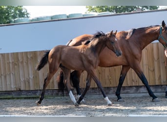 Zangersheider, Stallion, Foal (03/2025), Brown