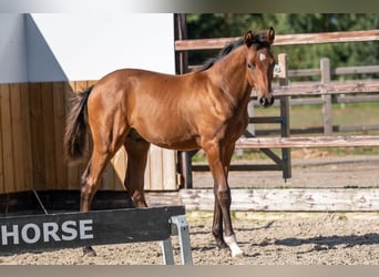 Zangersheider, Stallion, Foal (03/2025), Brown