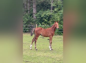 Zangersheider, Stallion, Foal (04/2025), Brown