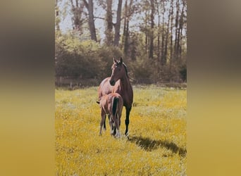 Zangersheider, Stallion, Foal (03/2026), Brown