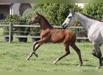 Zangersheider, Stallion, Foal (06/2026), Brown