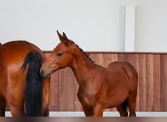 Zangersheider, Stallion, Foal (05/2026), Brown