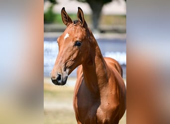 Zangersheider, Stallion, Foal (04/2026), Brown