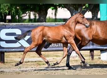 Zangersheider, Stallion, Foal (04/2026), Brown